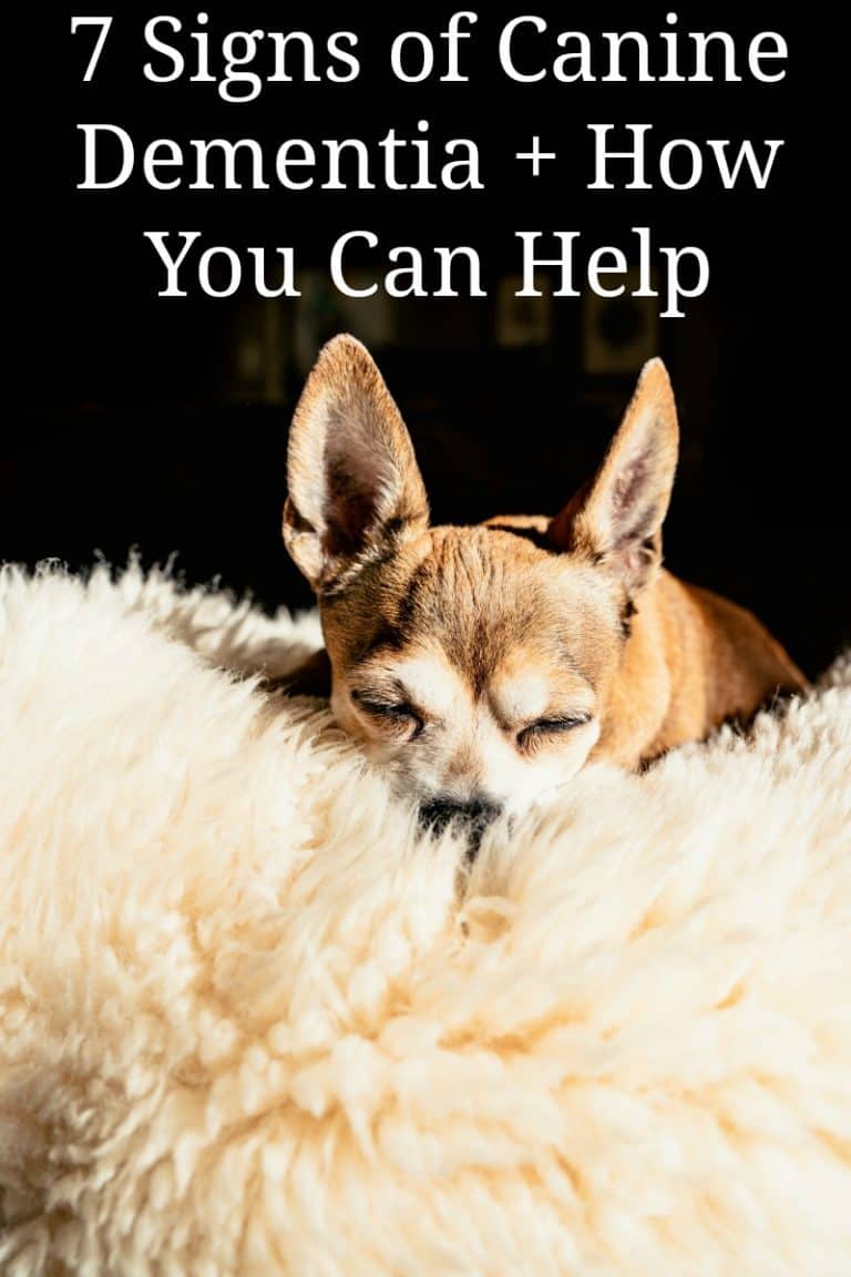 7 Signs of Canine Dementia + How You Can Help