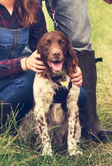 7 Tips for Parents to Know About Getting a Family Pet