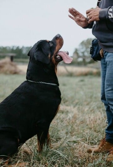 8 Dog Training Mistakes You Don't Know You're Making