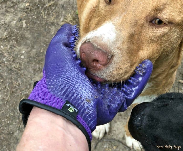 Dogs LOVE Being Groomed with HandsOn Gloves Miss Molly Says