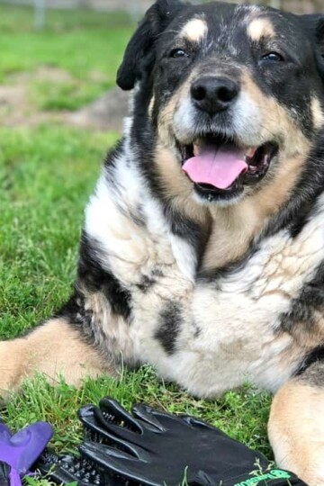 Dogs LOVE Being Groomed with HandsOn Gloves