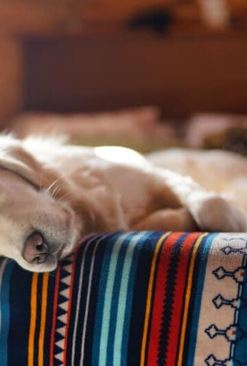 How to Find the Best Pet-Friendly Furniture
