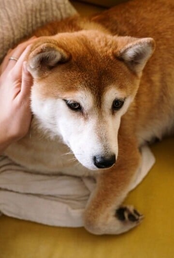 How to Help Your Dog Adjust to You Returning to Work