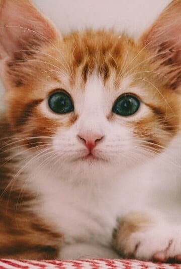How to Prepare for a New Kitten