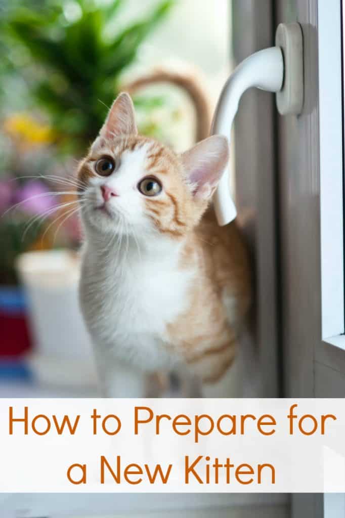 How to Prepare for a New Kitten Miss Molly Says