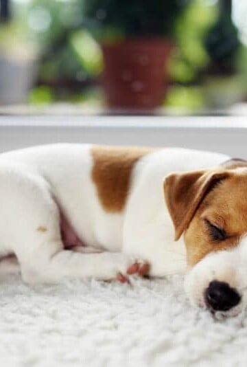 The Best Cleaning Products to Use That are Pet Safe