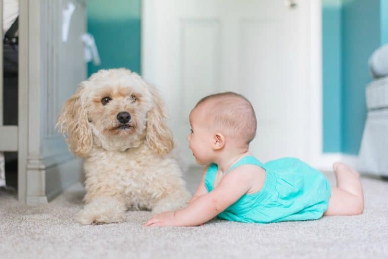 The Best Cleaning Products to Use That are Pet Safe