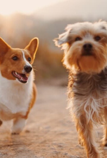 Things to Consider When You Want to Get Flea Control for Dogs Online