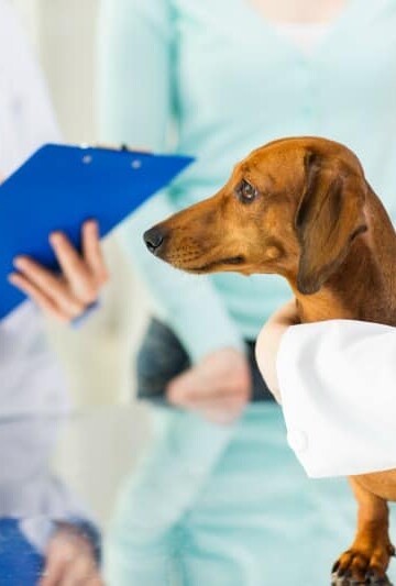 5 Things First Time Dog Owners Should Know When Searching for a Vet