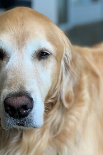 Dogs with Arthritis: Can CBD Help?