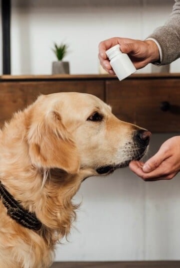 How To Choose The Best Vitamins For Your Dogs