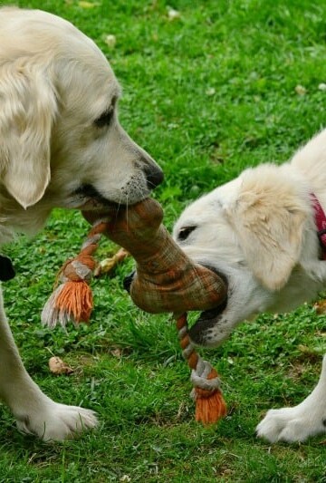 How to Keep Your Dog Happy and Healthy