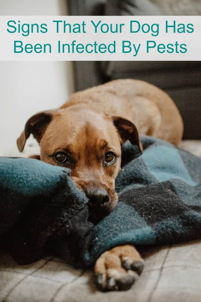 Signs That Your Dog Has Been Infected By Pests Miss Molly Says