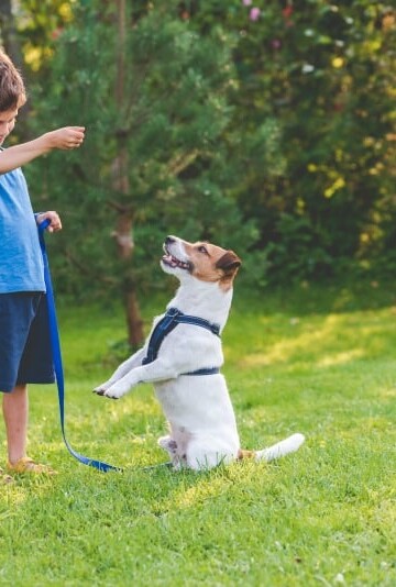The Most Important Things To Know With Puppy Training