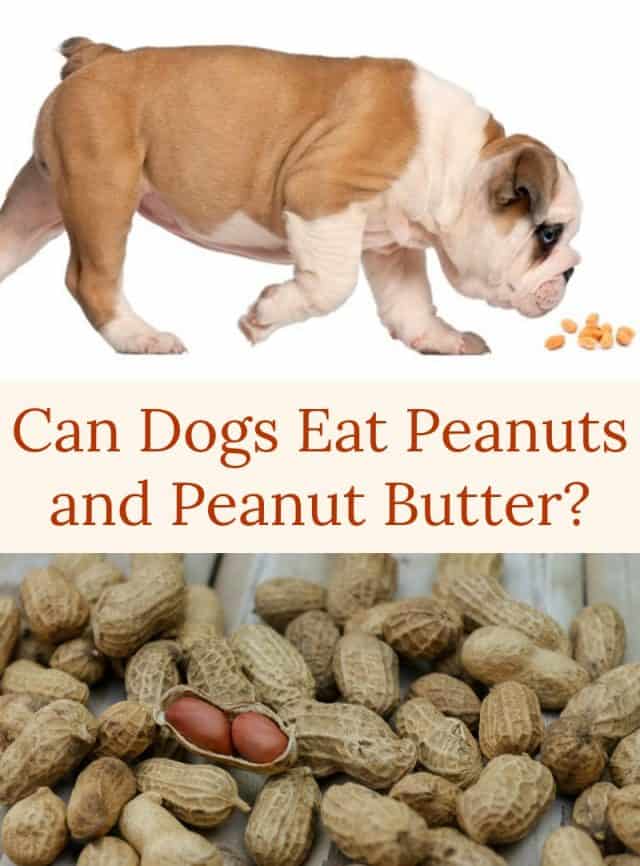 Can Dogs Eat Peanuts and Peanut Butter? - Miss Molly Says