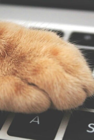 7 Main Risks When Pets Are the Customers and How To Avoid Them