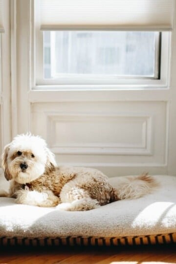 Dog laying on bed in the sunlight