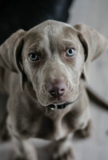 Gray dog with blue eyes