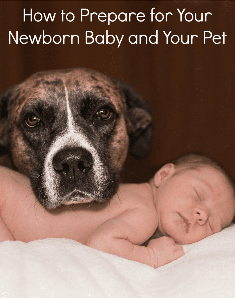 How to Prepare for Your Newborn Baby and Your Pet Miss Molly Says