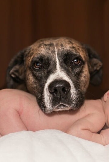 How to Prepare for Your Newborn Baby and Your Pet