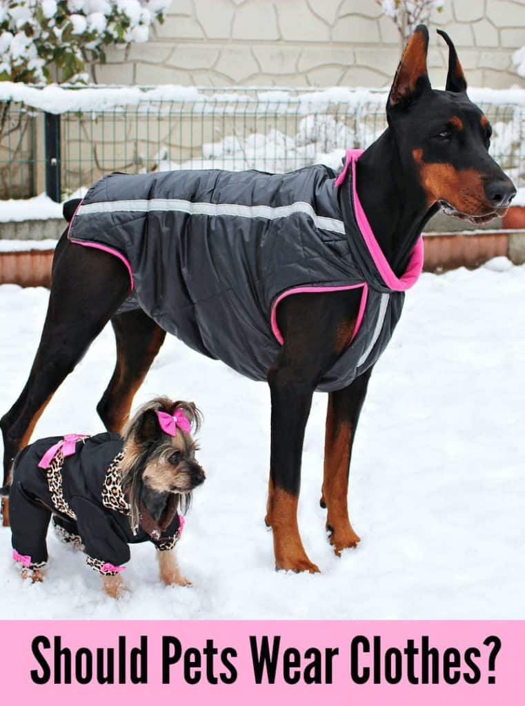 Should Pets Wear Clothes? Miss Molly Says