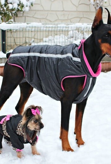 Should Pets Wear Clothes?