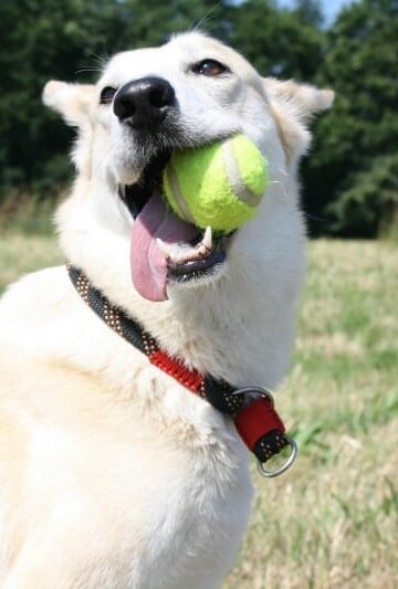 Happy dog playing with ball