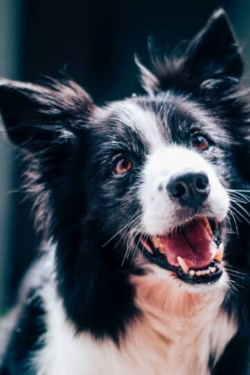 4 Reasons Why Your Pet May Be Acting Out and What to Do About It