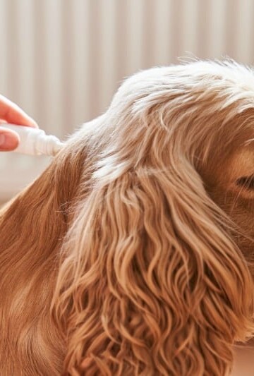 Applying flea spot on treatment to dog