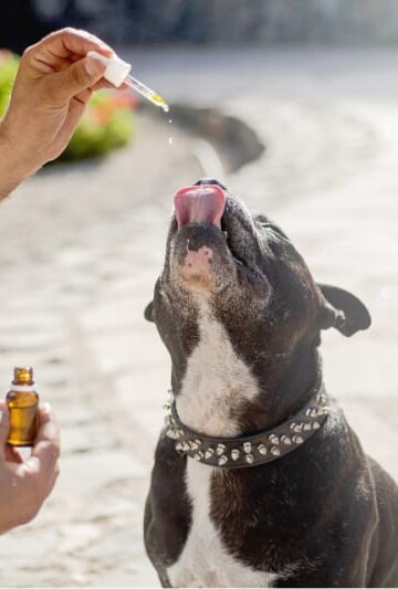 Full-Spectrum CBD Oil for Dogs: Good or Bad?