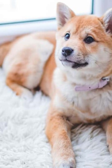 Don't Make These Mistakes When Adopting A Dog!