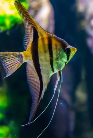 Fish in aquarium