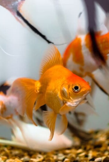Goldfish