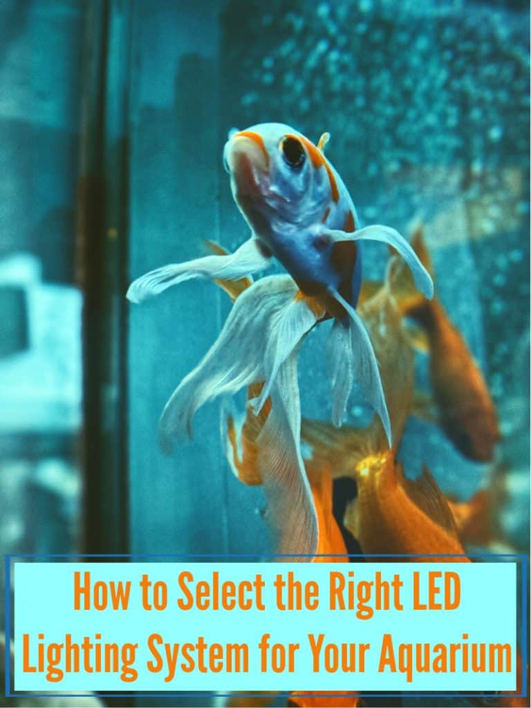 How to Select the Right LED Lighting System for Your Aquarium Miss