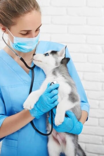 Signs That Your Family Pet is Having Health Issues
