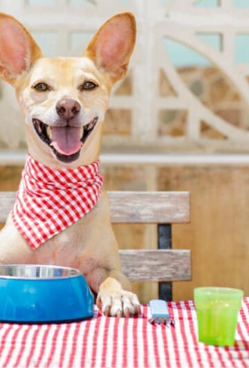 Types of Food and Treats to Feed Your Dog for Optimal Health