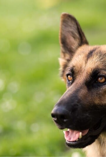 German Shepherd
