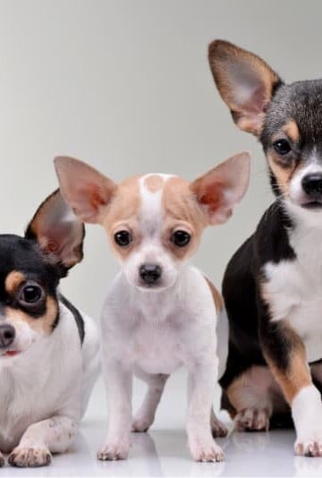 What Are Some Fun Dog Breed Facts About Chihuahuas