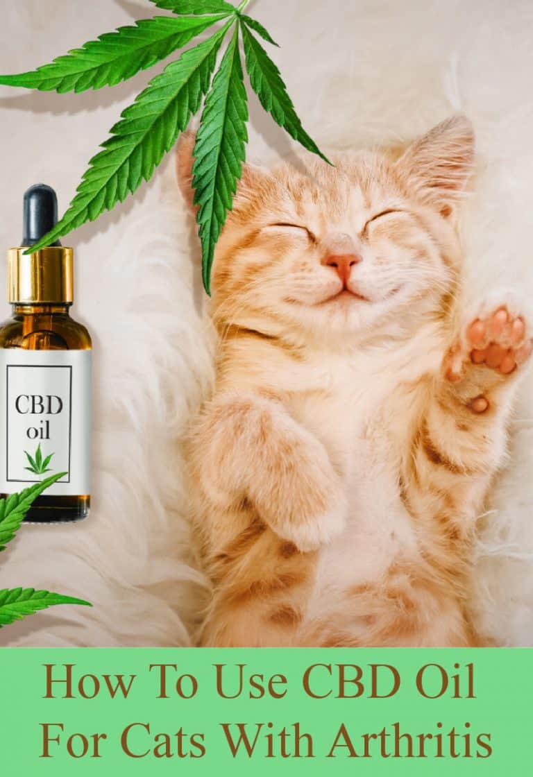 How To Use CBD Oil For Cats With Arthritis Miss Molly Says
