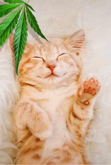 How To Use CBD Oil For Cats With Arthritis