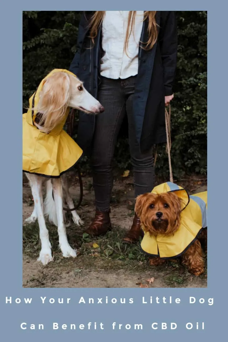 How Your Anxious Little Dog Can Benefit From CBD Oil 