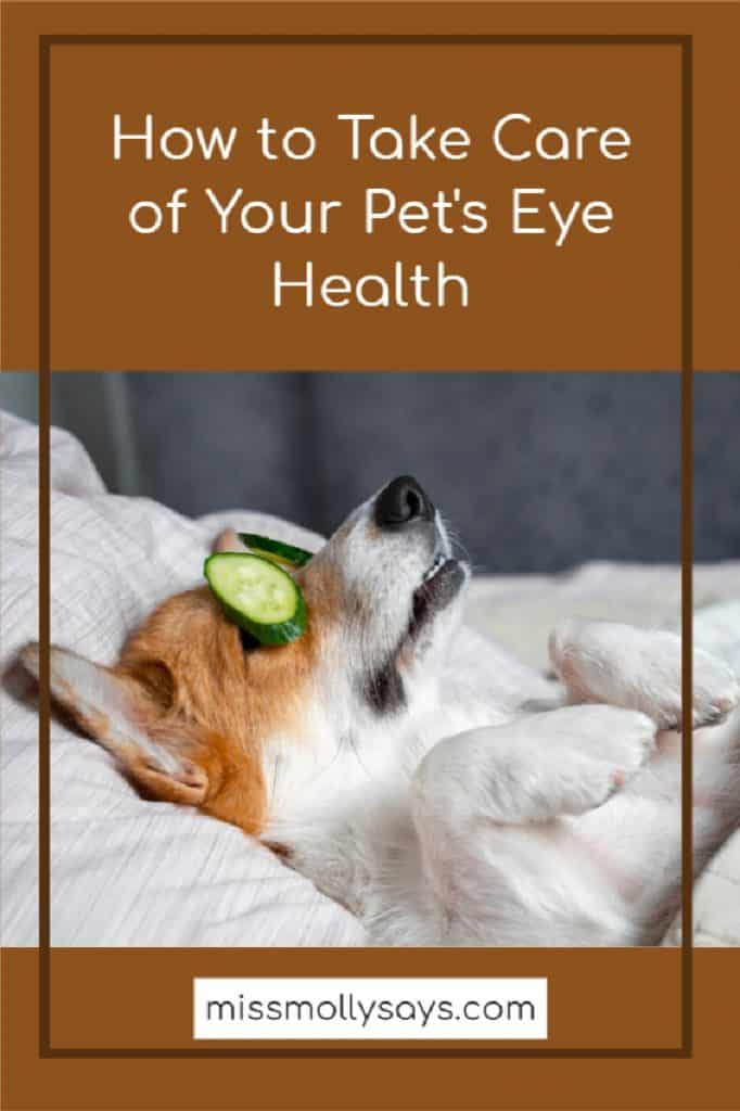 How to Take Care of Your Pet's Eye Health Miss Molly Says