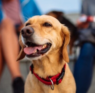 Things to Consider Before Adopting a Rescue Dog