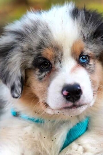 How Ginger Can Be Healthy For Your Pup