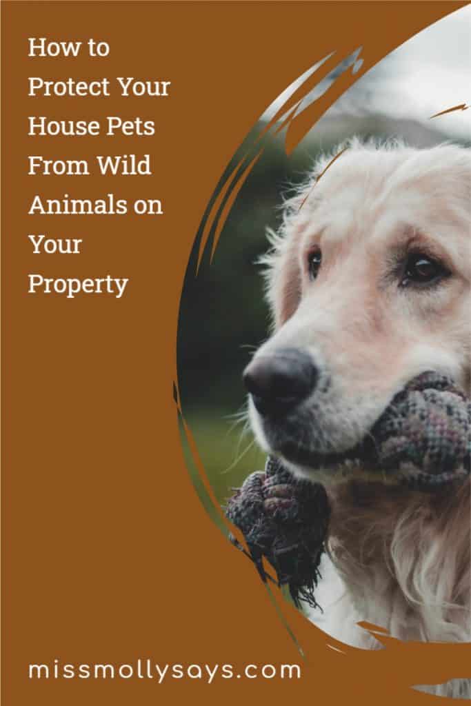 How to Protect Your House Pets From Wild Animals on Your Property