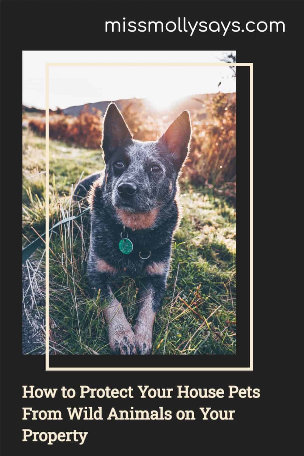 How to Protect Your House Pets From Wild Animals on Your Property