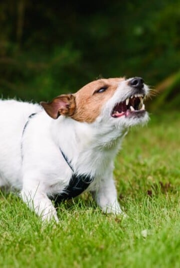 Jack Russell Terrier tethered on leash barking fiercely