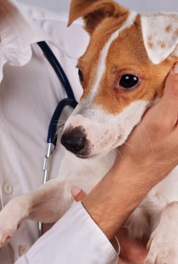 Causes of Rashes in Dogs