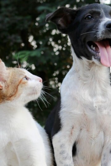 Dog and cat sitting together