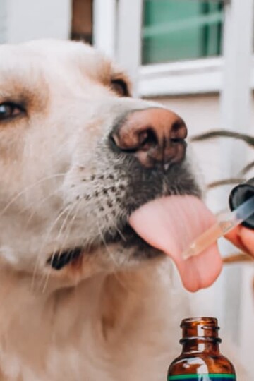 Dog getting cbd oil from dropper